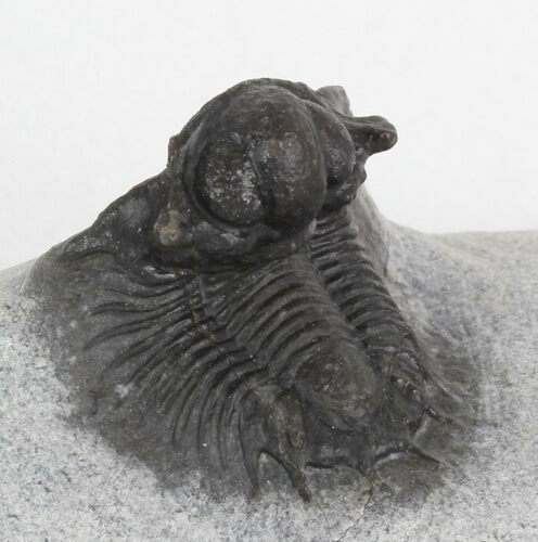 Acanthopyge (Lobopyge) Trilobite With Exposed Hypostome #46317